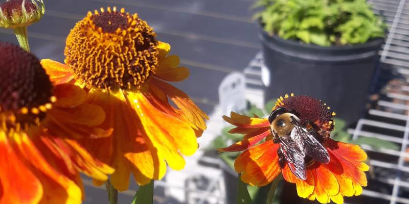 Pollinator Plants in Durham, North Carolina